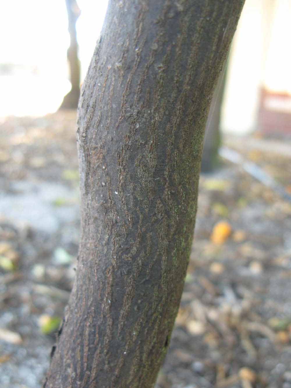              Bark (Riverside, CA)       